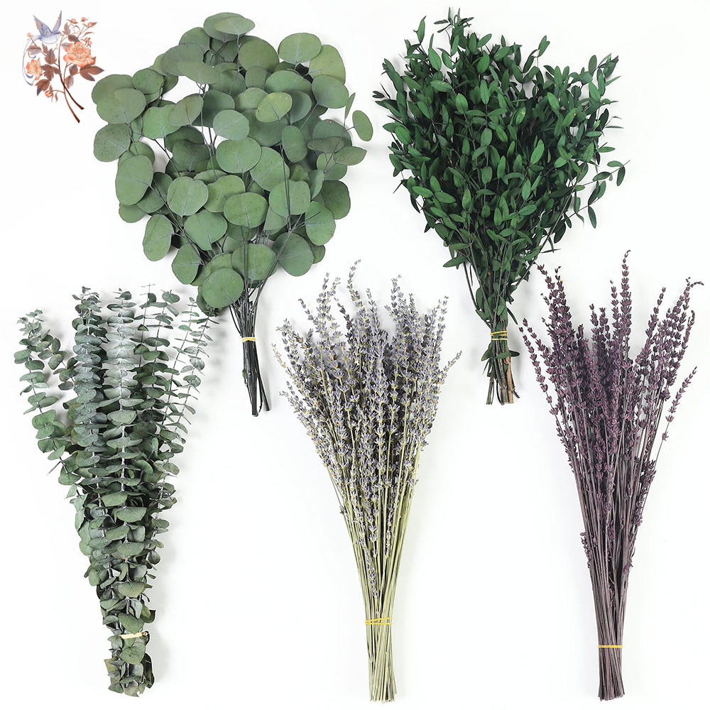 110Pcs Mix Dried Eucalyptus Le - Fragrance Your Home ulasan dan harga